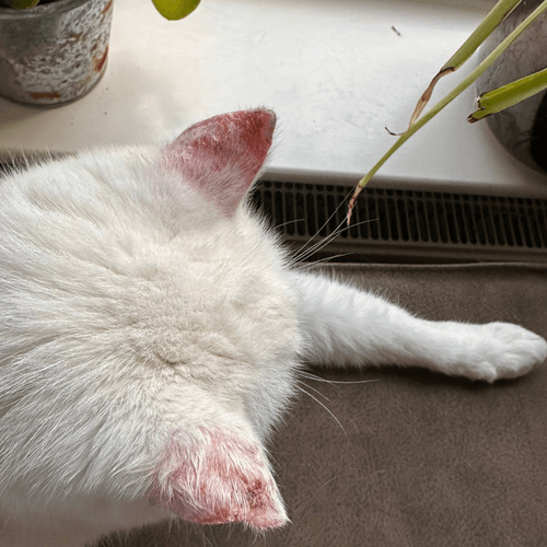 cigarette burn on cat Left with terrible burns to his skin, this kitty is one of the bravest felines we know Weird identical injury on these
