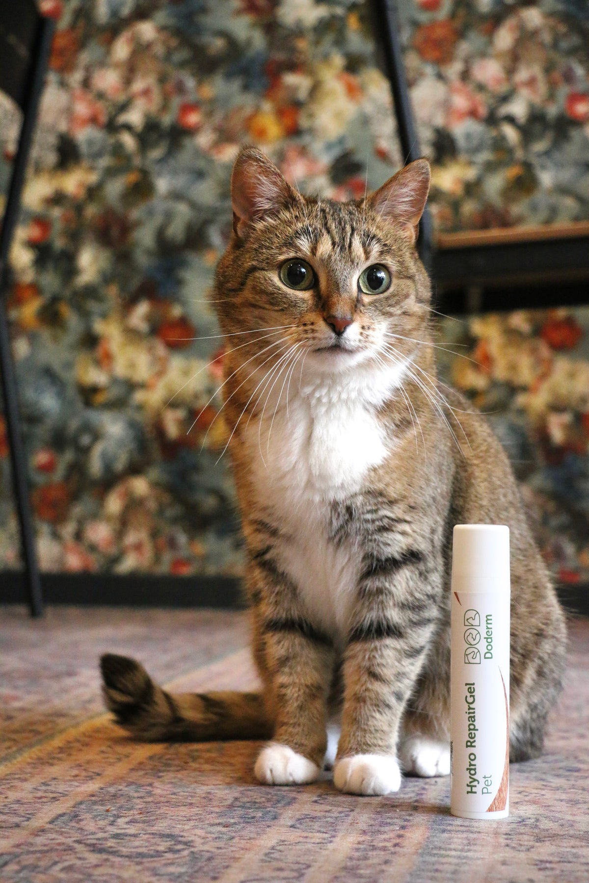Hydro RepairGel pour animaux de compagnie