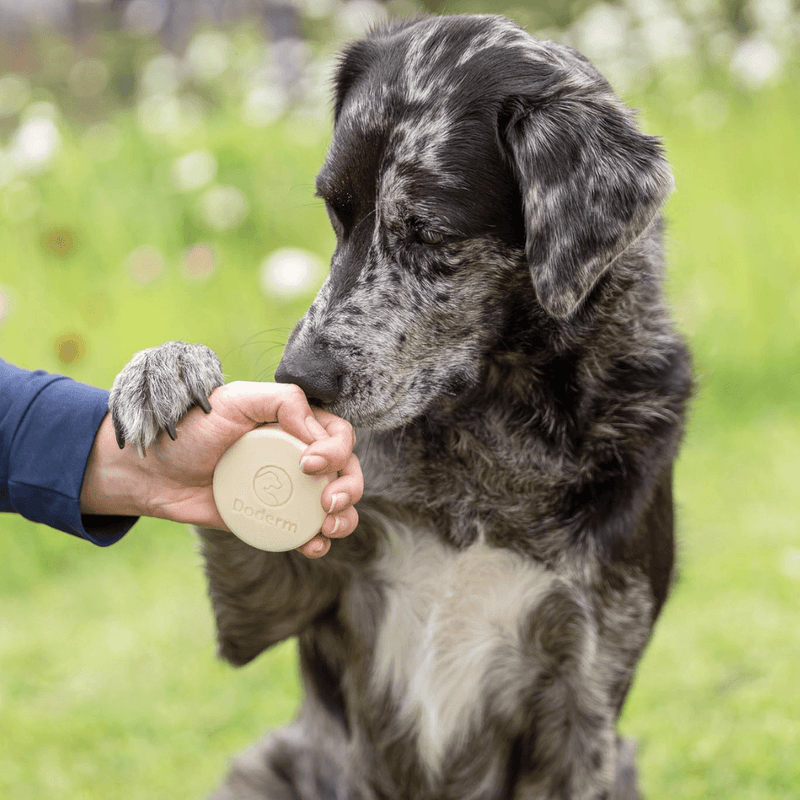 Doderm Alpaka Shampoo für Hunde mit empfindlicher oder juckender Haut