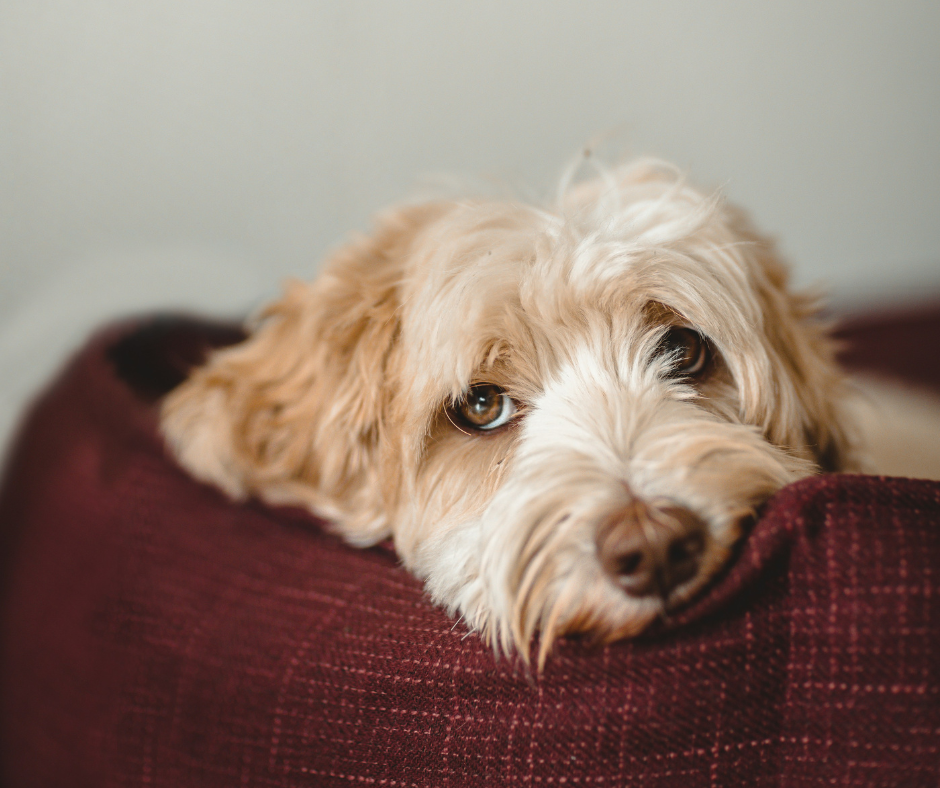 Warum Labradoodle zu Juckreiz neigen