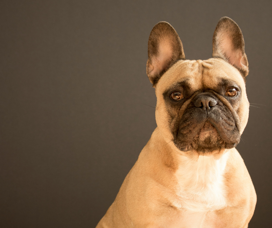 Hautjuckreiz bei French Bulldogs