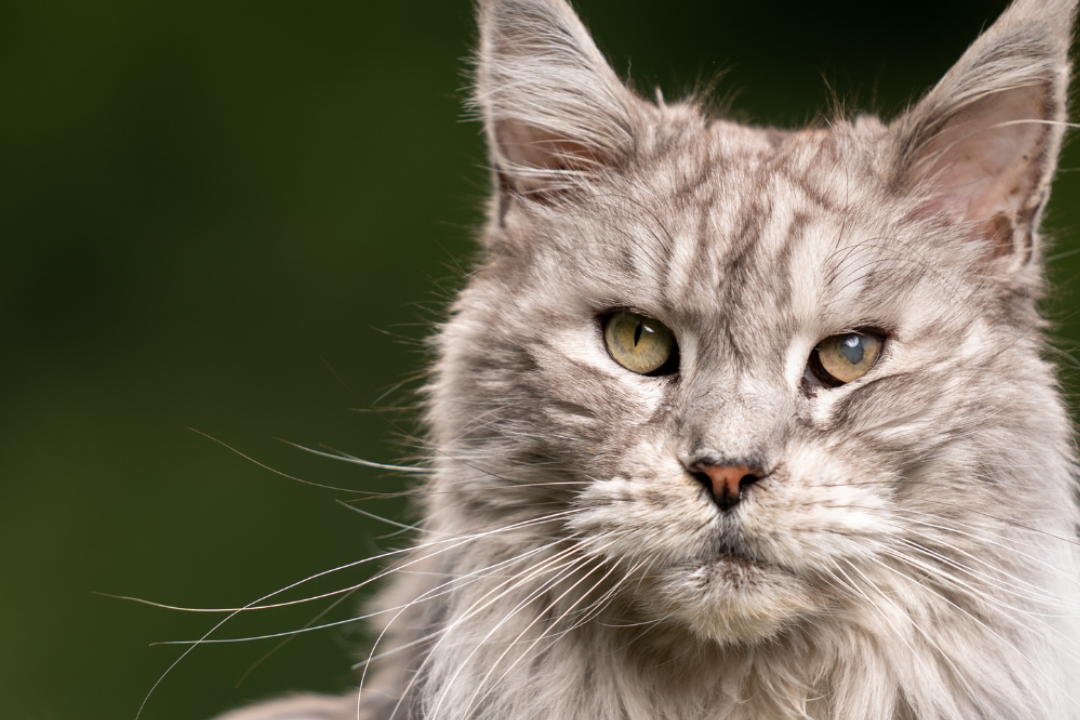 Hautprobleme bei älteren Katzen, wenn der Stoffwechsel nachlässt