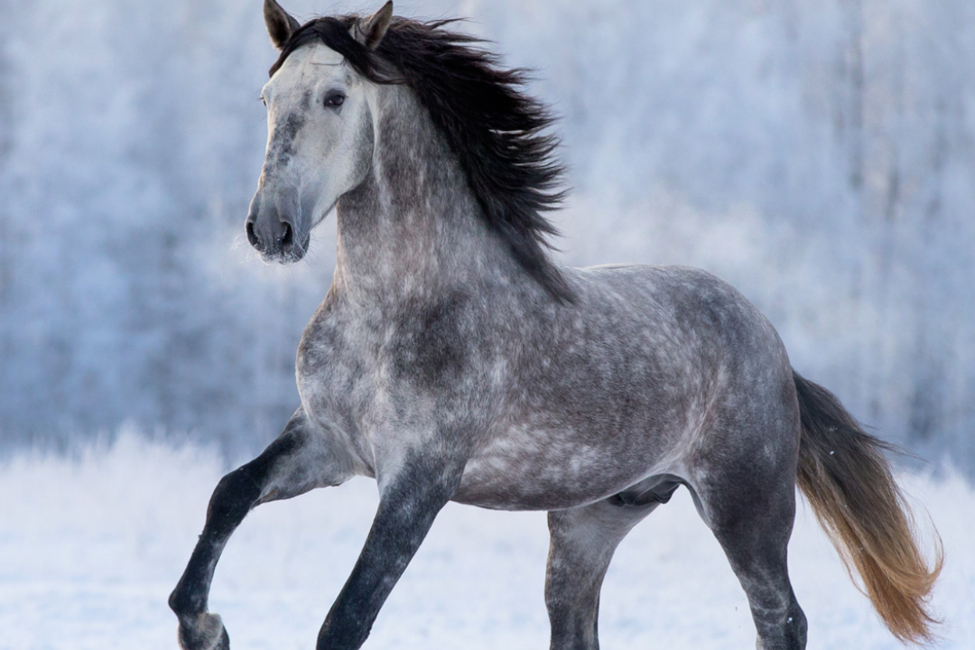 Schimmel und Milbenbefall im Stall