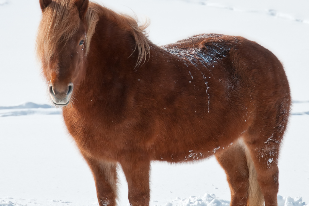 Sonnenbrand bei Pferden - nicht nur im Sommer