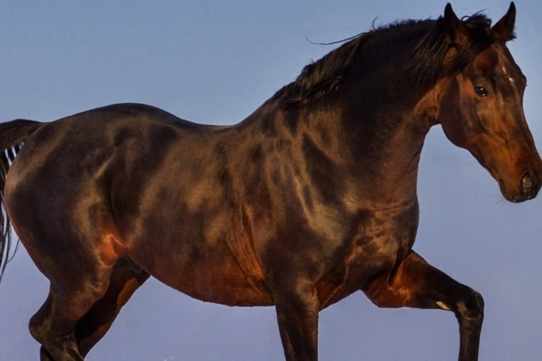 Verlangsamte Wundheilung im Winter beim Pferd