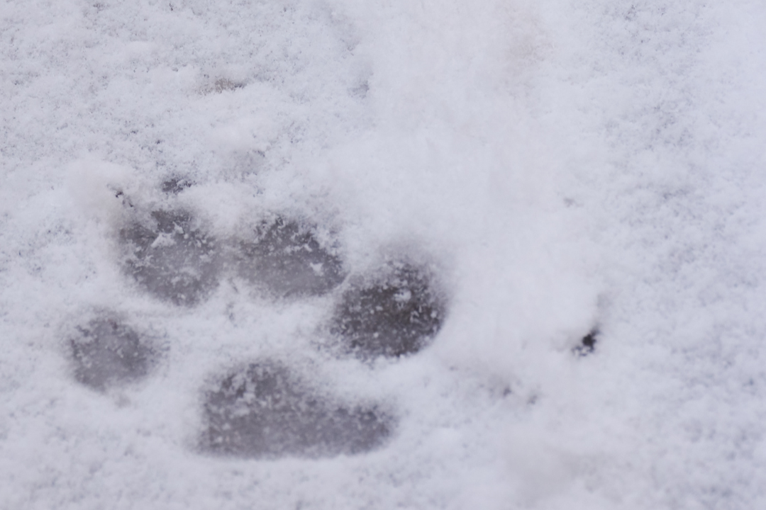 Rissige Hundepfoten im Winter