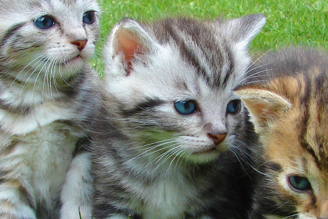 Neue Katze eingezogen? So schützen Sie Haut und Fell ihrer Katze