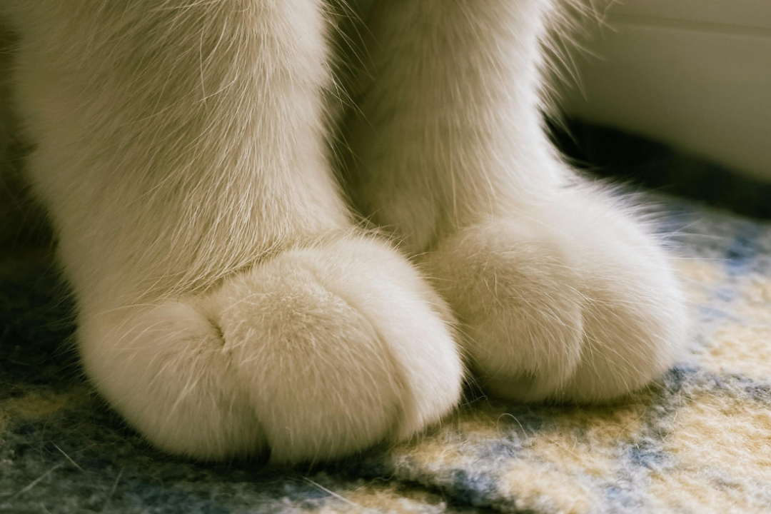 Rissige Katzenpfoten im Winter