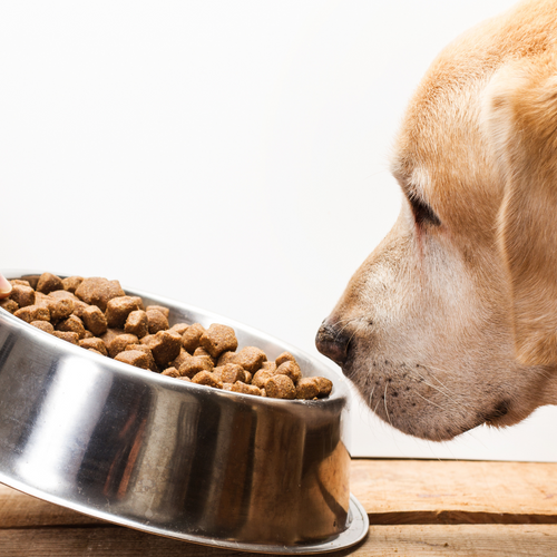 Nahrungsmittelallergien und Intoleranzen bei Hunden