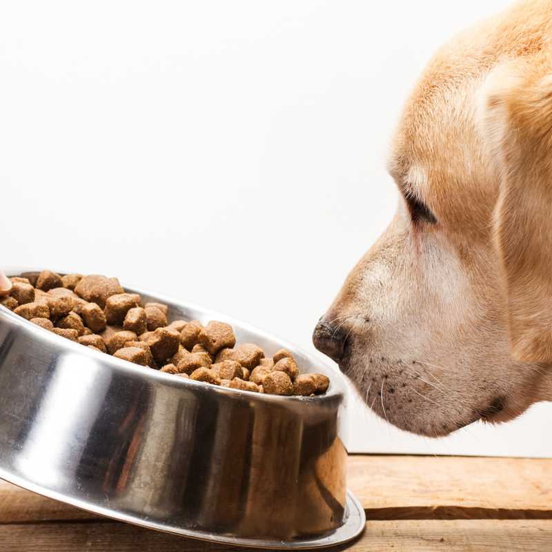 Voedselallergie en voedselintolerantie bij honden