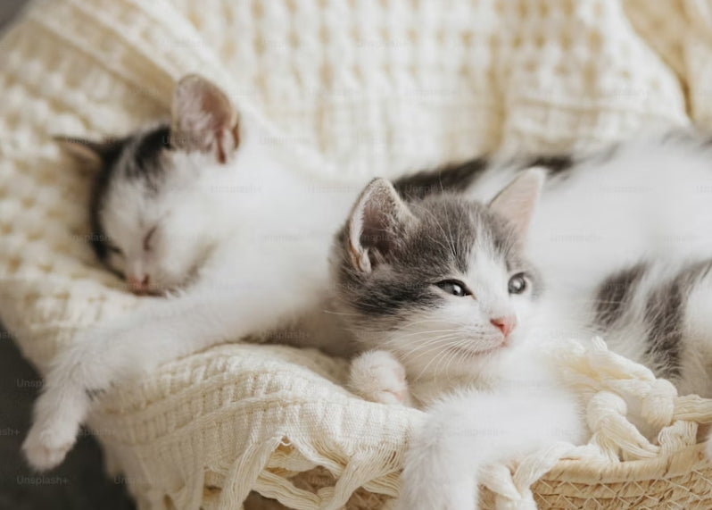 Übermäßiges kratzen nach dem Aufwachen I Katze