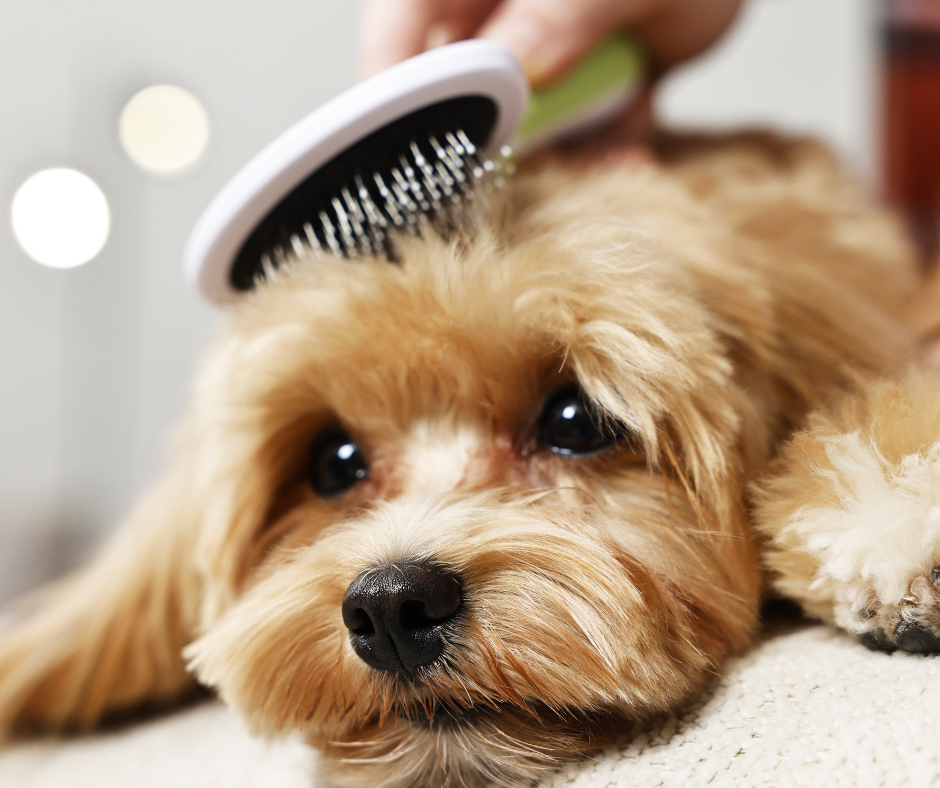 Fellwechsel beim Hund