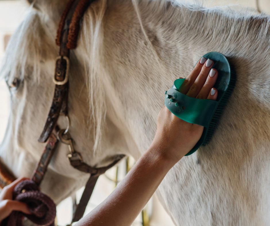 Fellwechsel beim Pferd