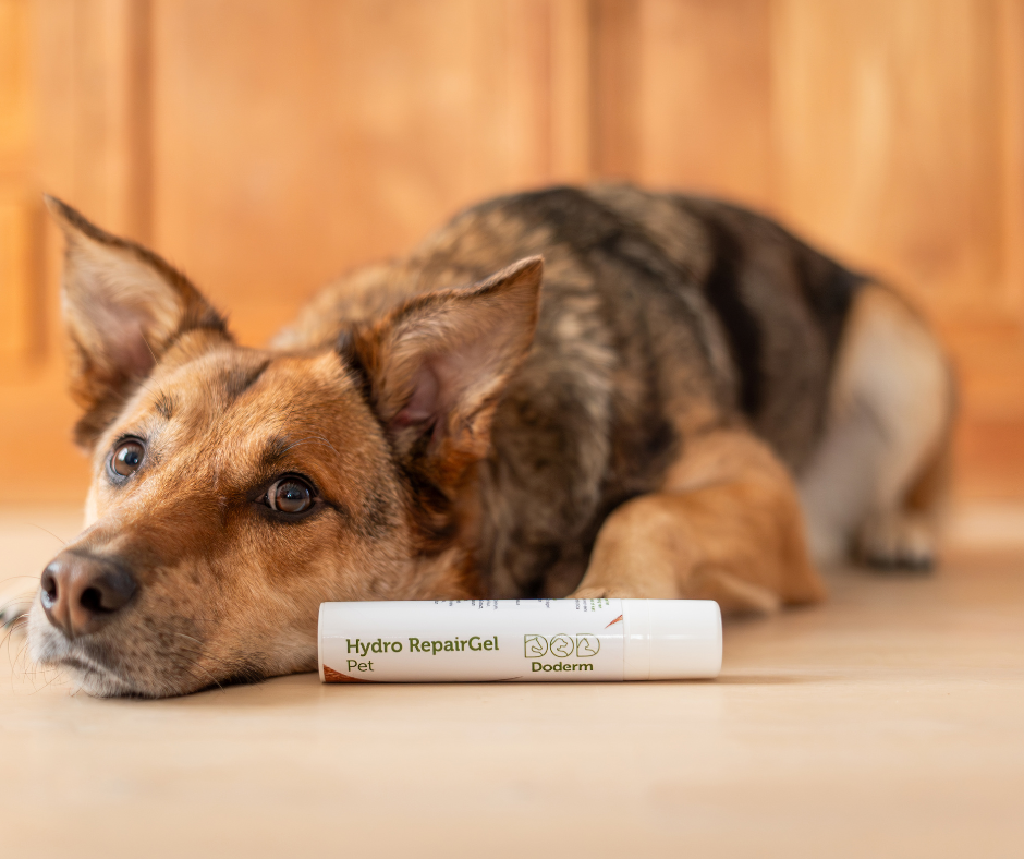 Juckreiz beim Hund- die Haut wieder beruhigen