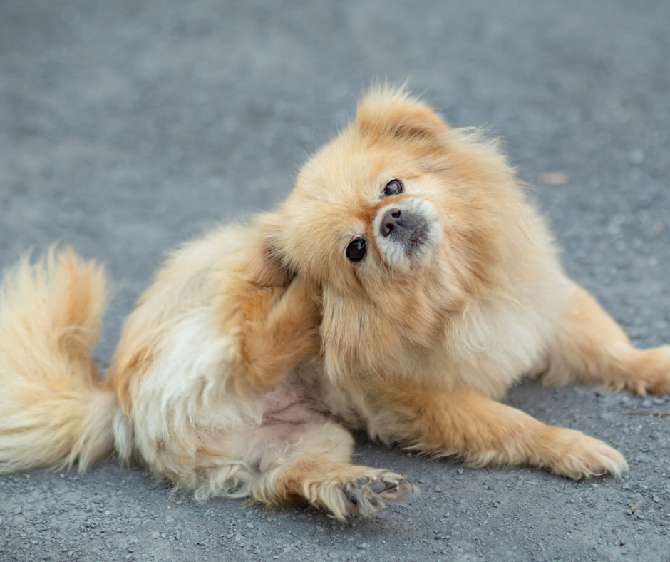 Ein kleiner Hund sitz auf der Straße und blickt von unten in die Kamera