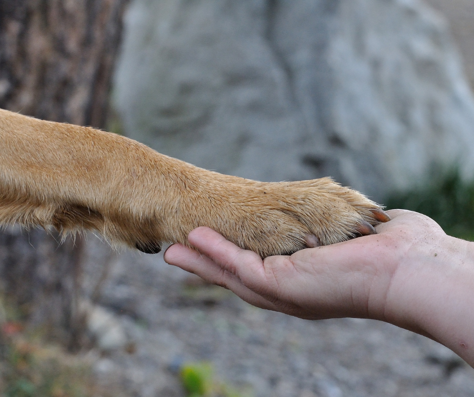 Duftstoffe beim Hund- Symptome und Risiken