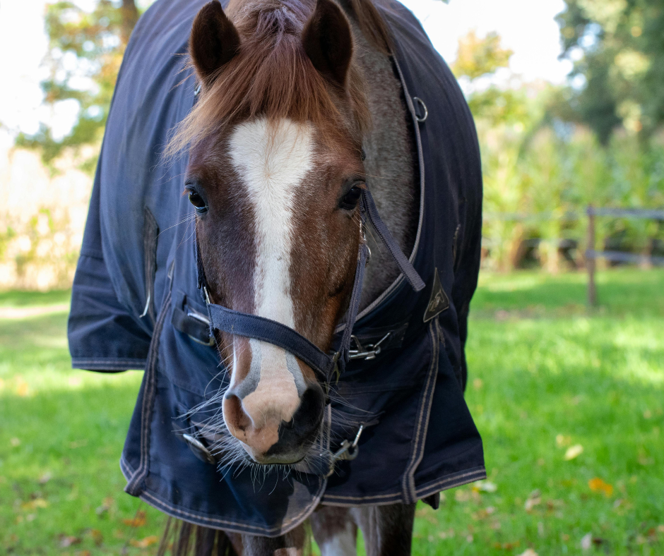 Ein Pferd mit einer blauen Ekzemerdecke