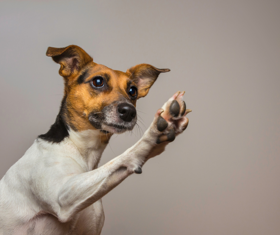 Ein Jack Russel Terrier gibt Pfötchen