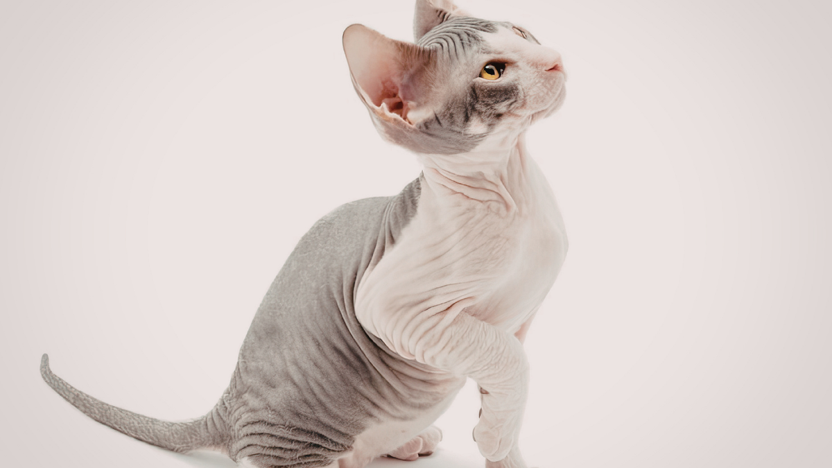 Hautbarriere der Katze stärken