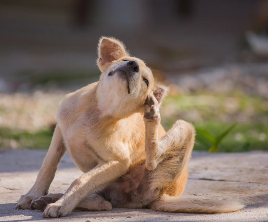 Hund kratzt sich