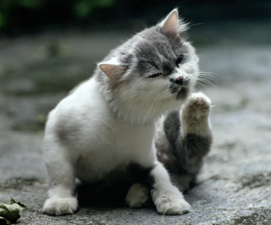 Katze kratzt sich