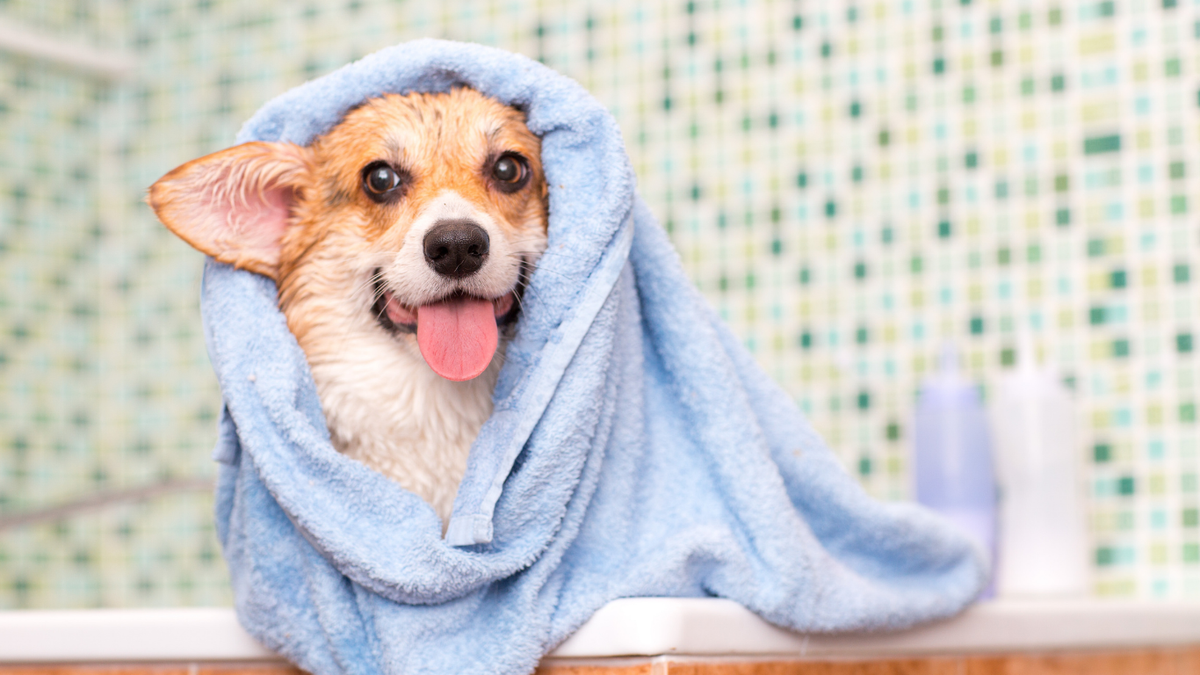 Hund richtig abtrocknen: Warum Frottieren der Hundehaut schadet und wie schonende Felltrocknung gelingt