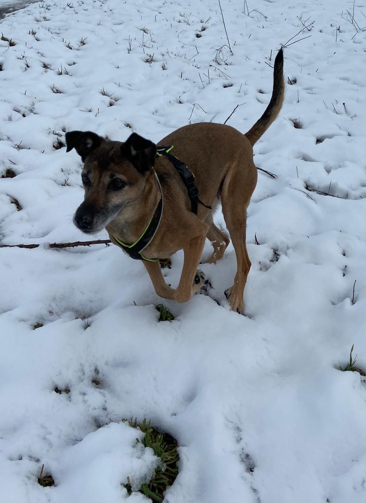 Rissige Pfoten bei deinem Hund in der kalten Jahreszeit