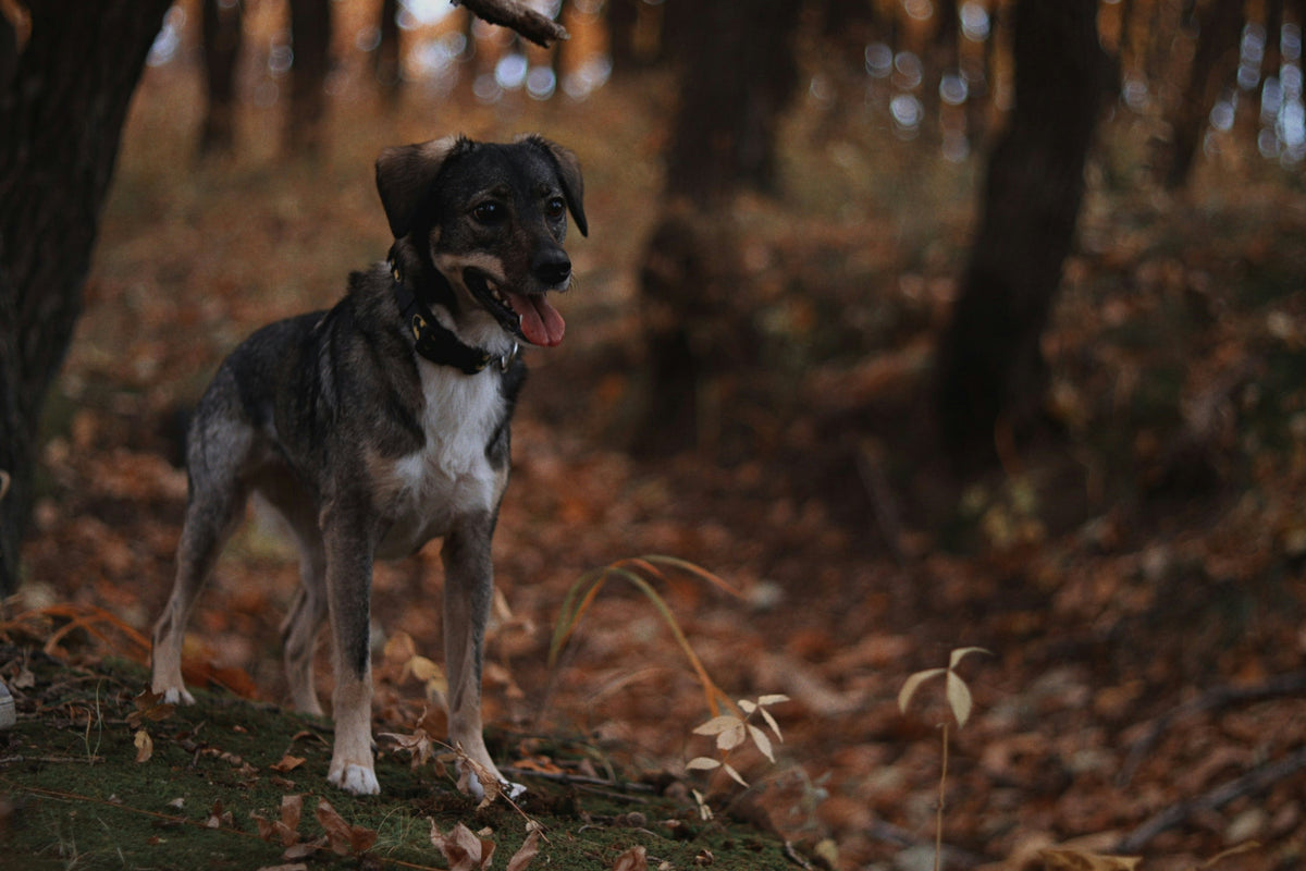 Ein Mischlingshund steht in einem Herbstwald