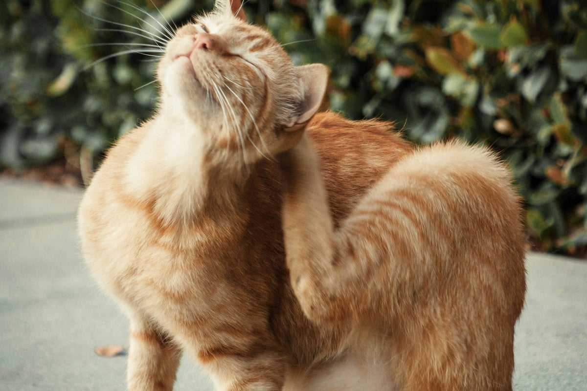 Juckreiz bei Katzen: Warum kratzt sich meine Katze ständig?