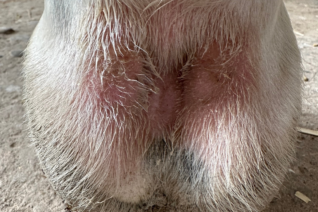 Mud fever in horses: Causes and treatment