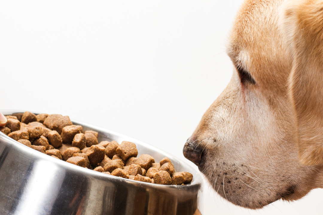 Nahrungsmittelallergien und Intoleranzen bei Hunden