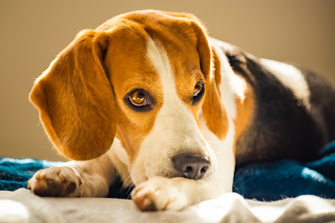 Hotspots bei Hunden: Ursachen und Behandlung