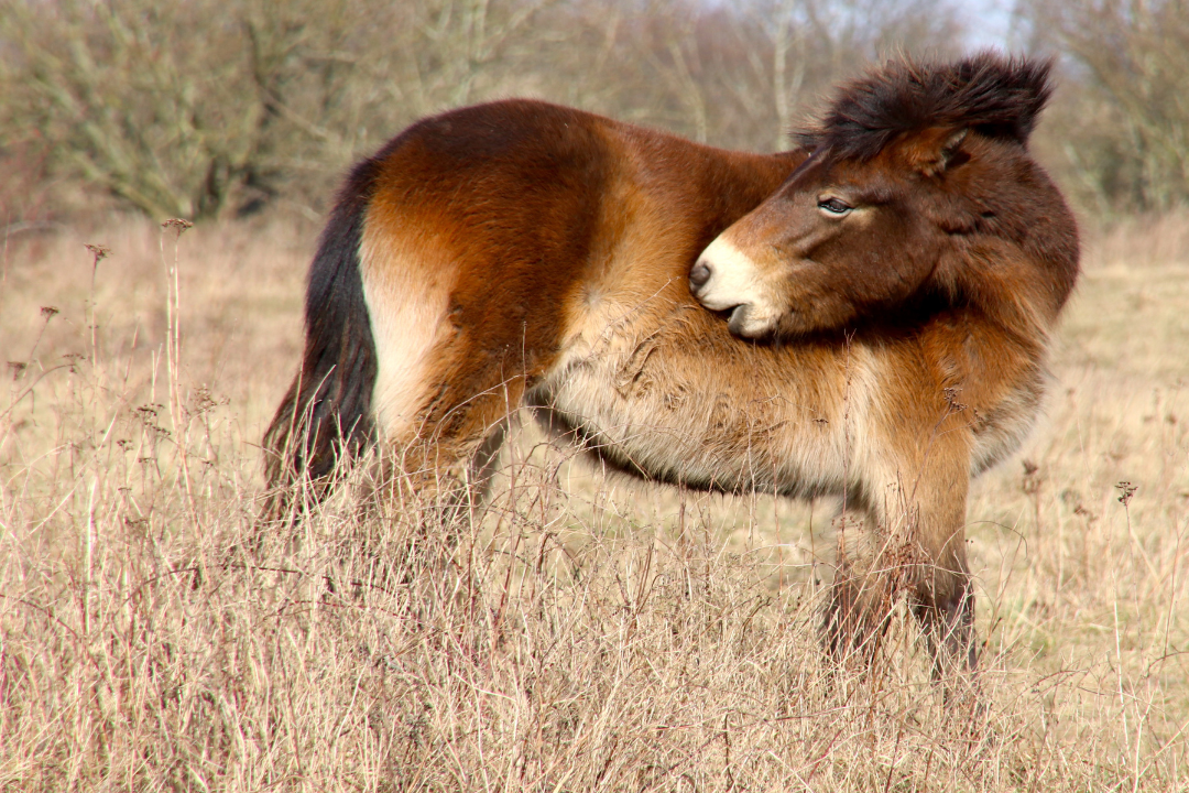 Pferd kratzt sich ständig: was steckt dahinter?