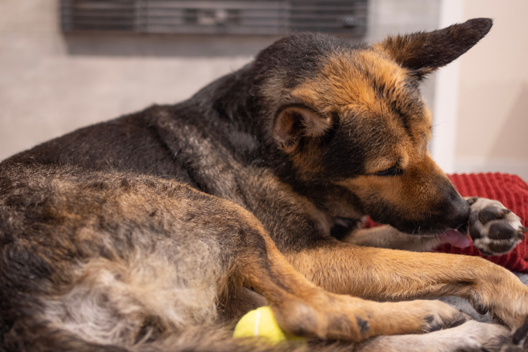 Warum leckt mein Hund ständig seine Pfoten?