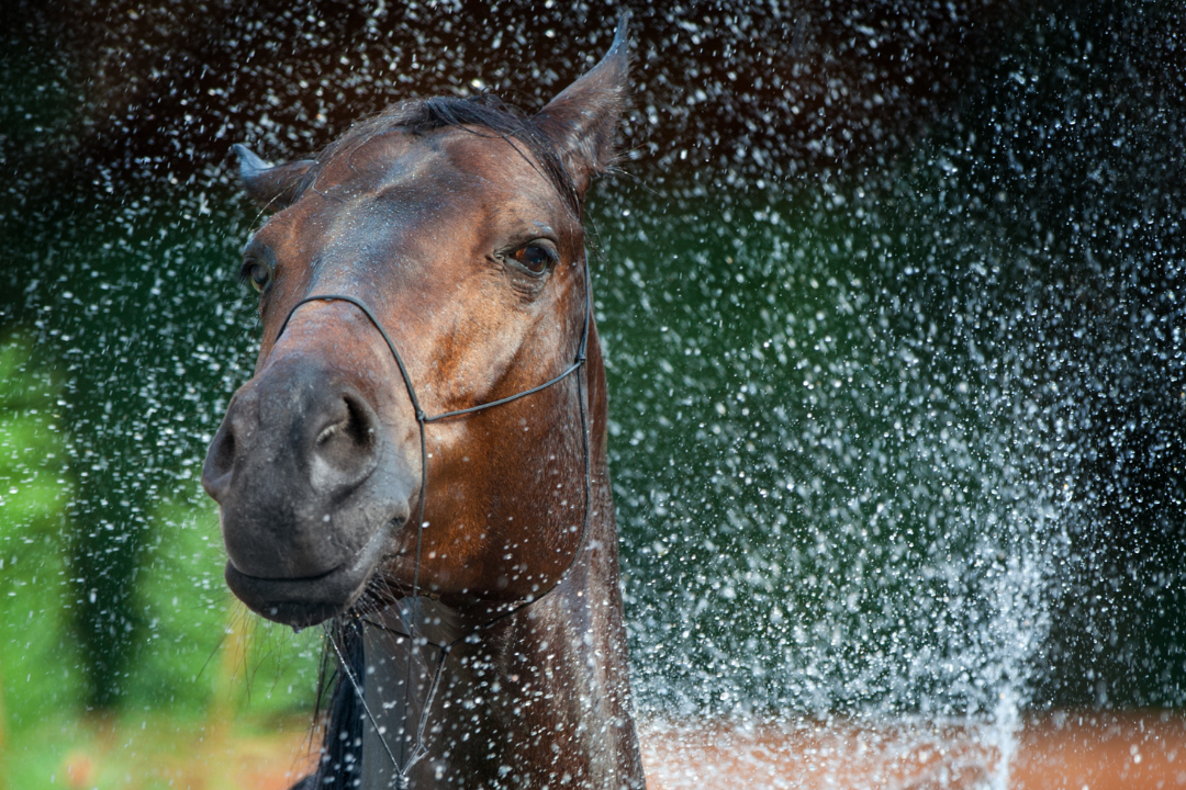 Wie oft sollte man ein Pferd waschen?
