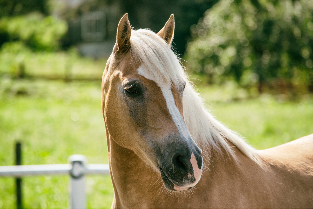 Pferd hat rote Haut: wie helfe ich meinem Pferd?