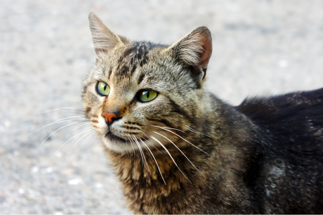 Katze verliert Fell und hat kahle Stellen