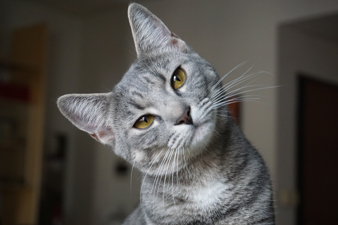 Warum schnurren Katzen?