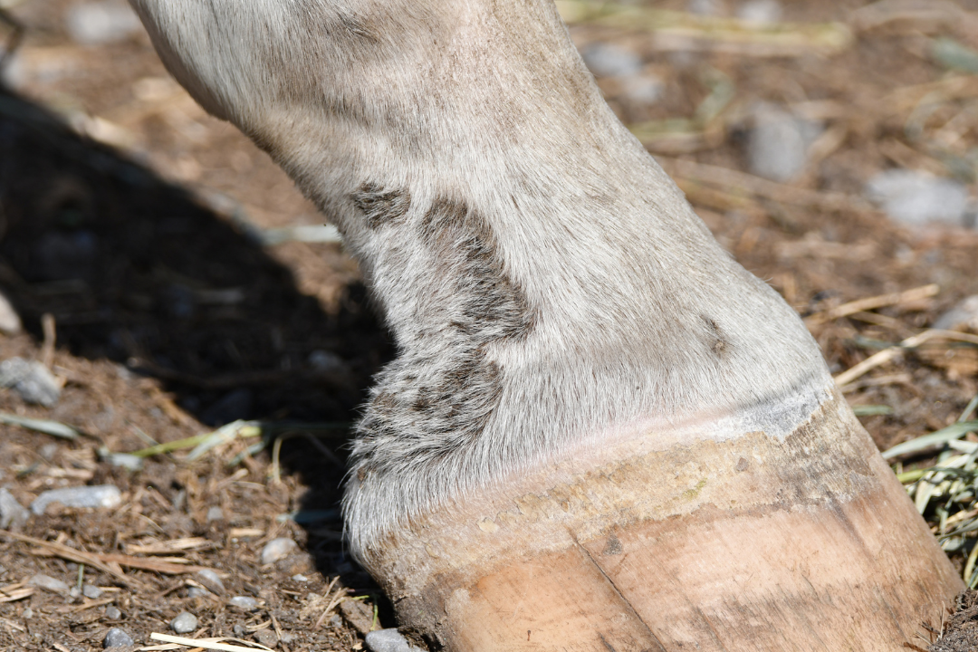 Pferd hat Mauke: was tun?