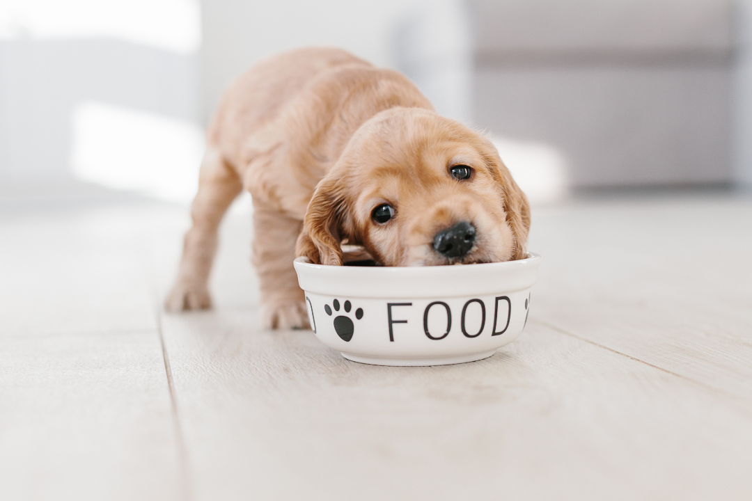 Darf mein Hund Käse essen?