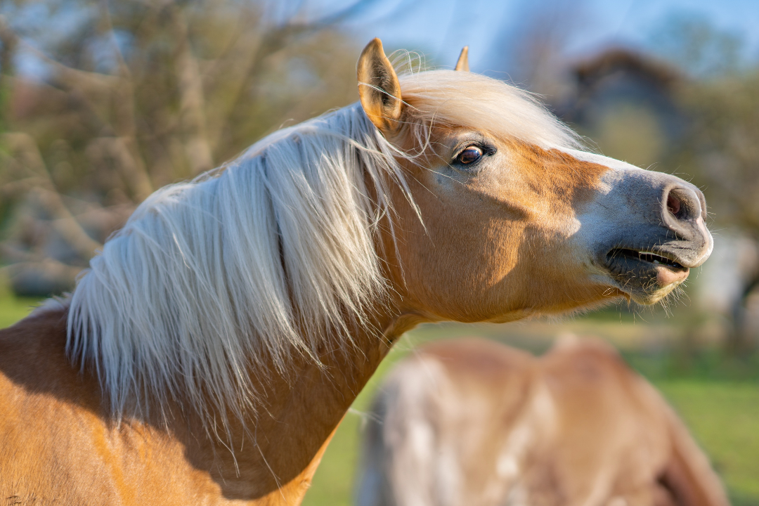 Pferd verliert Haare: was steckt dahinter?