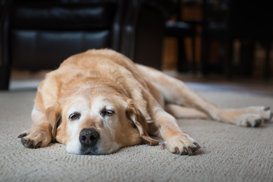Hautprobleme beim Hund: wann zum Tierarzt?