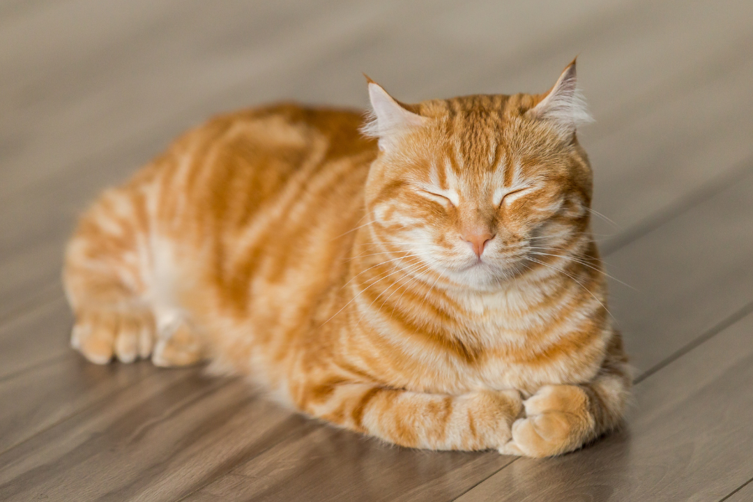 Katze hat rote Haut – mögliche Ursachen