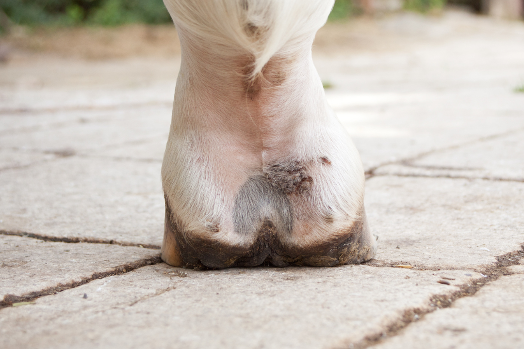 Mauke beim Pferd – was ist das und wie behandeln?