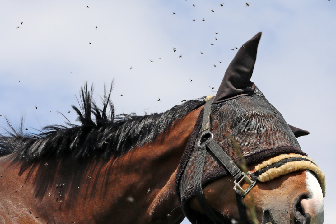 Allergie gegen Fliegenstiche beim Pferd – Was du wissen solltest