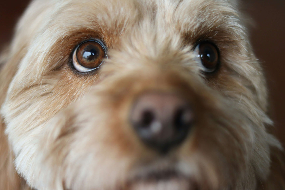 Hautpilz beim Hund erkennen und behandeln