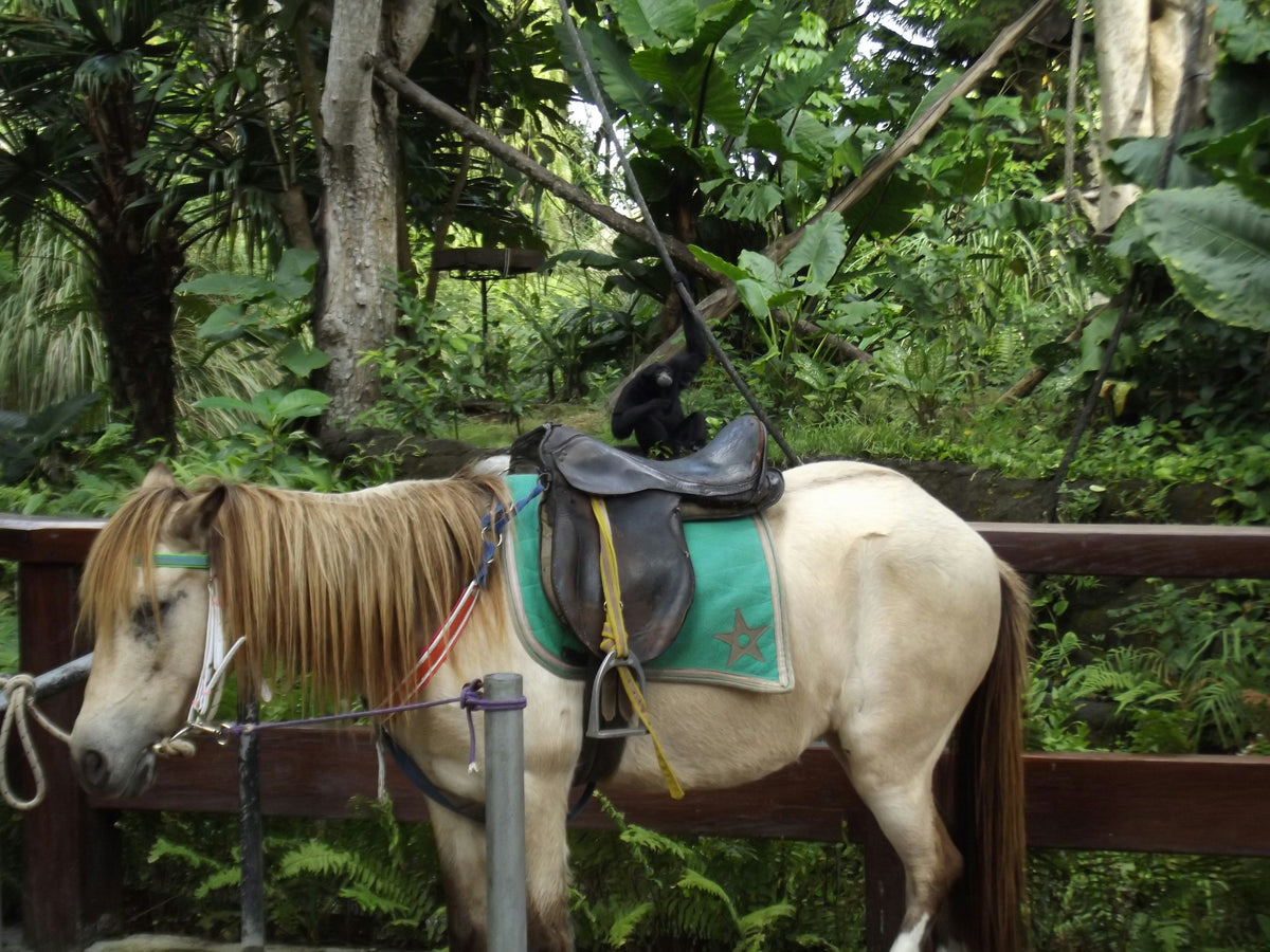 Ein falbfarbenes Pony steht gesattelt angebunden an einem Zaun