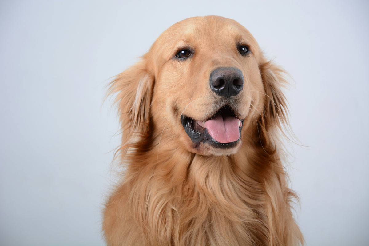 Bild eines Golden Retrievers vor einer blauen Wand