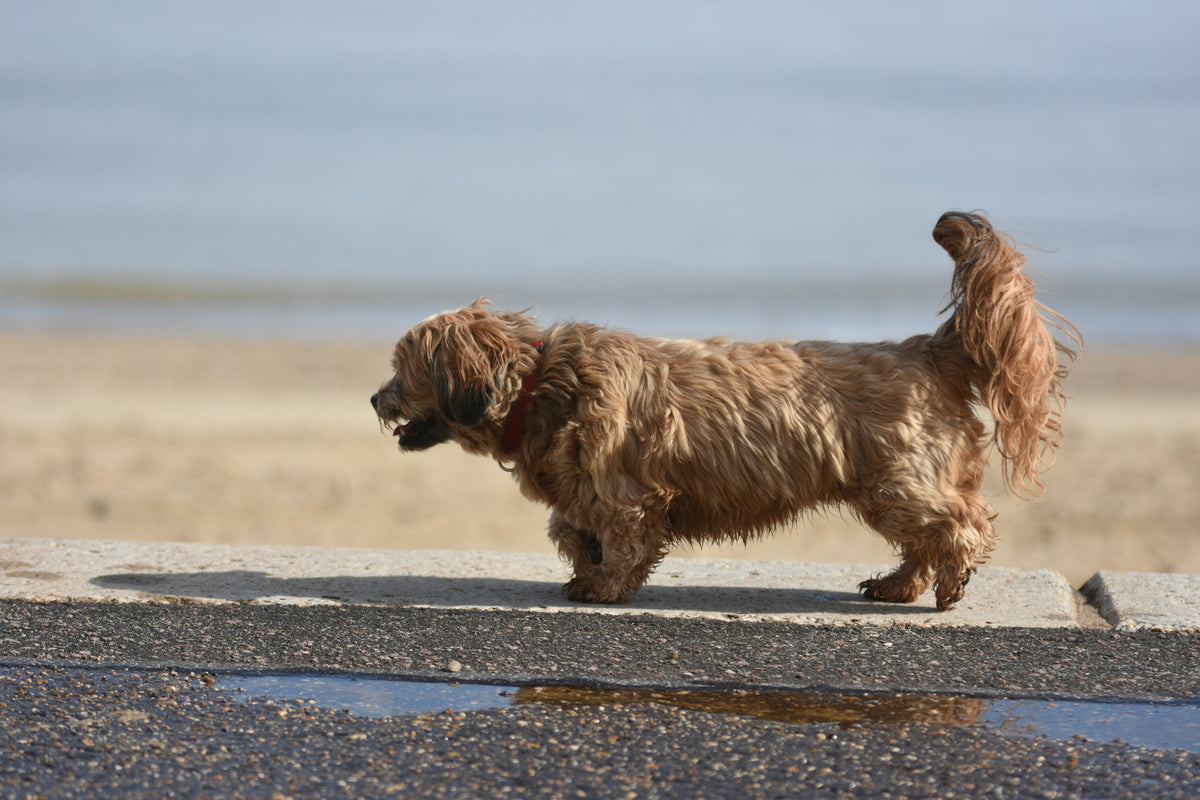 Ein kleiner Hund läuft am Strand entlang