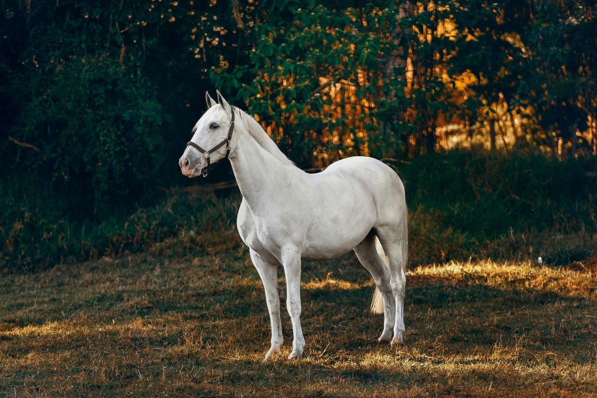 Juckreiz im Herbst: Symptome & Ursachen I Pferd